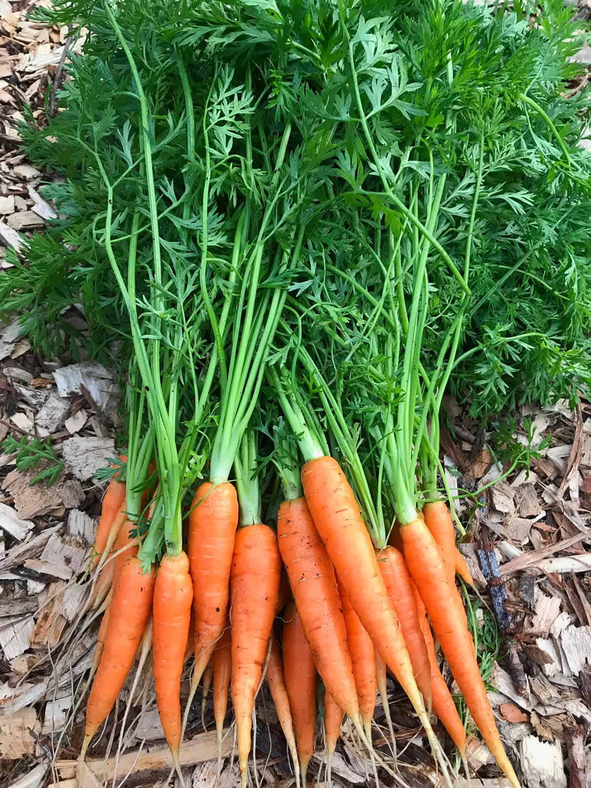 Fresh Carrots