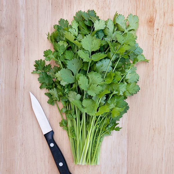 Cilantro